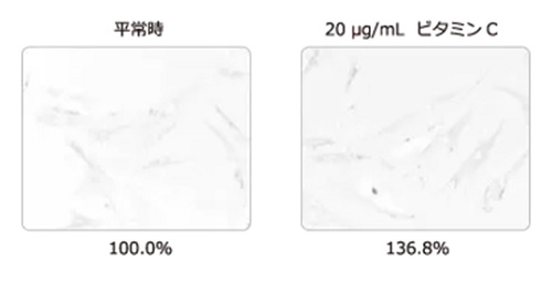 ビタミンCのコラーゲン増加量