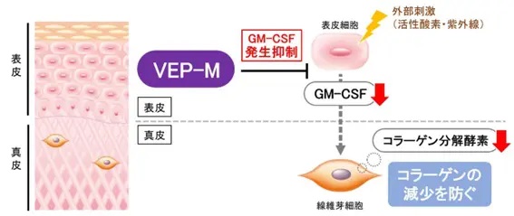 VEP-Mのコラーゲンの分解を抑える効果