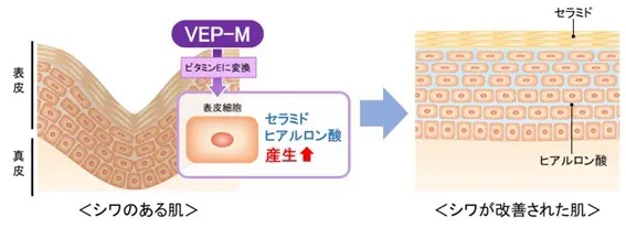 VEP-Mのセラミドおよびヒアルロン酸産生促進効果