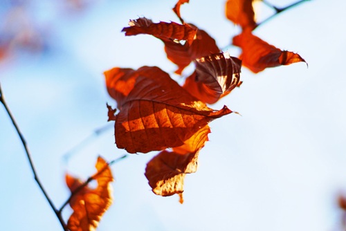 秋の乾燥のイメージ